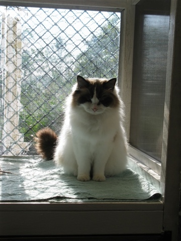 Daily Life at A Cat's World