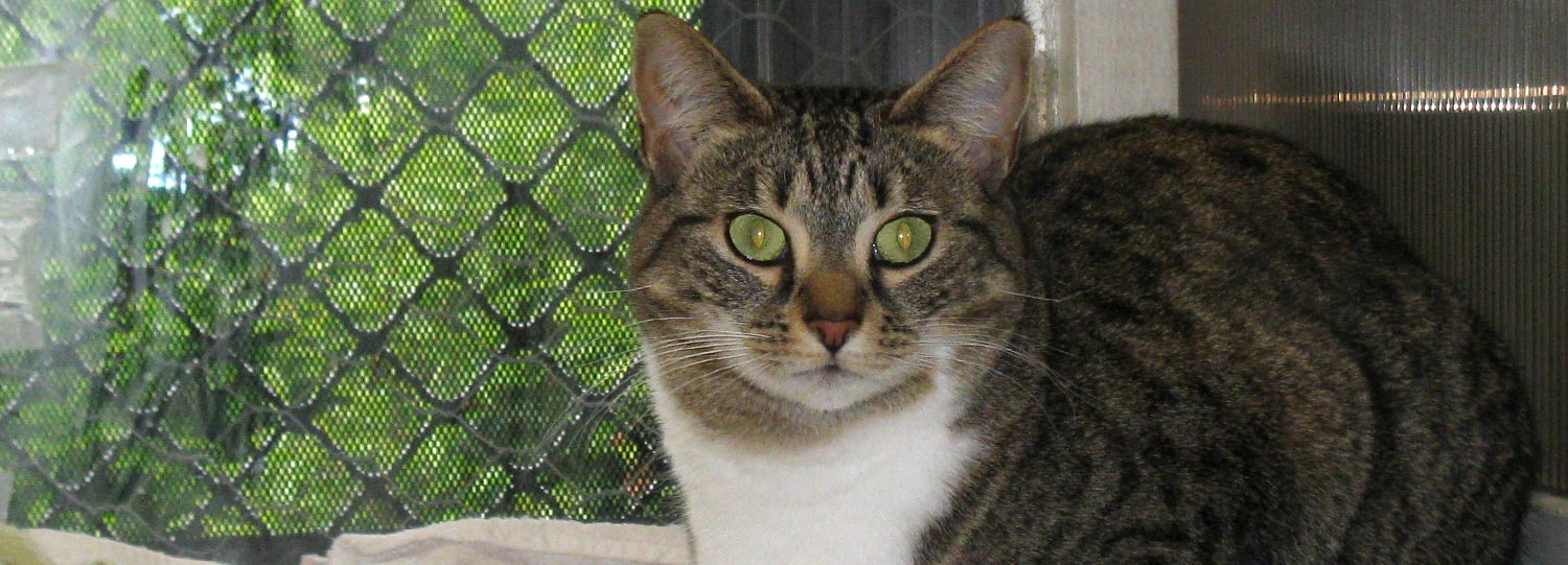 Boarding Cattery in Tauranga